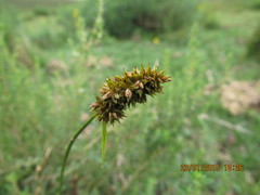 Carex subdivulsa