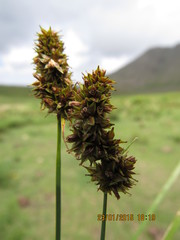 Carex subdivulsa