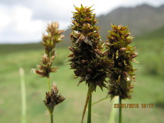 Carex subdivulsa