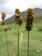 Carex subdivulsa