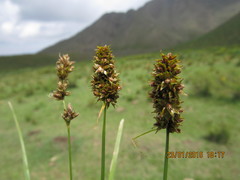 Carex subdivulsa