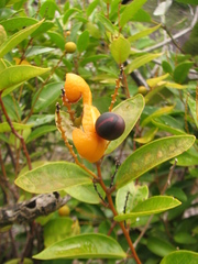 Xanthophyllum octandrum