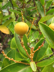 Xanthophyllum octandrum