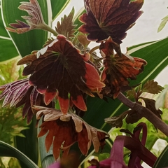 Coleus scutellarioides