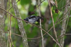 Trochocercus cyanomelas