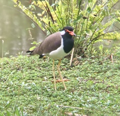 Vanellus indicus
