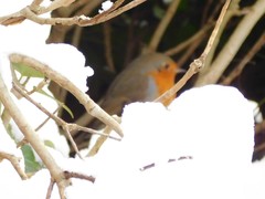 Erithacus rubecula
