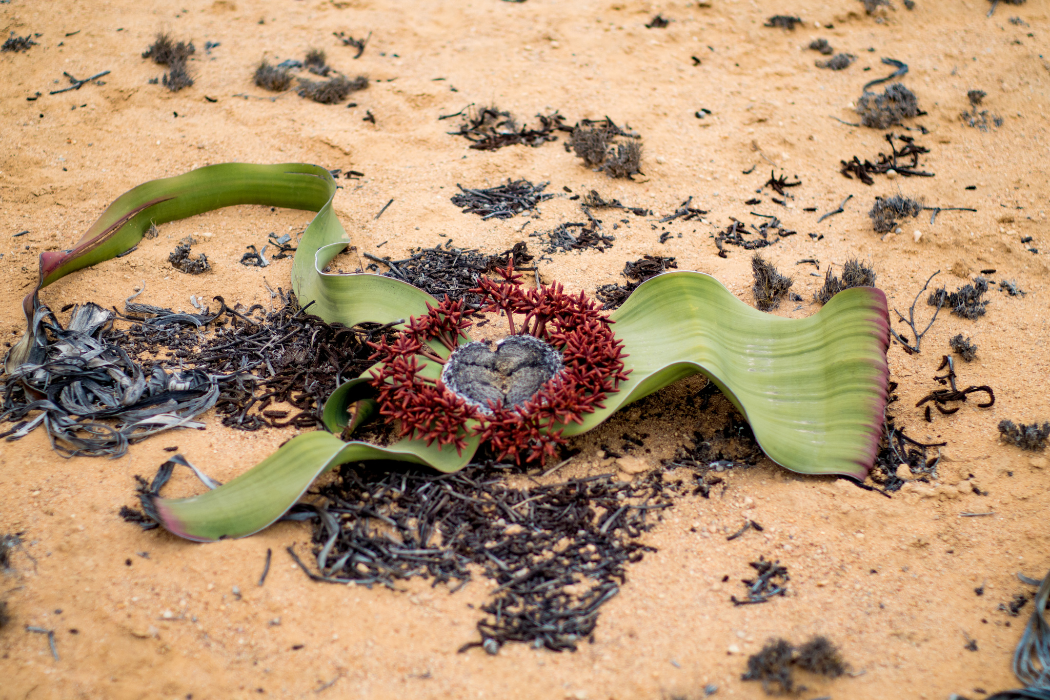 Welwitschia (Welwitschia mirabilis) · iNaturalist Welwitschia (Welwitschia mirabilis) · iNaturalist