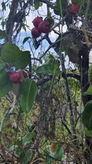 Syzygium suborbiculare