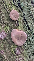 Fungi