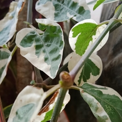 Euphorbia tithymaloides