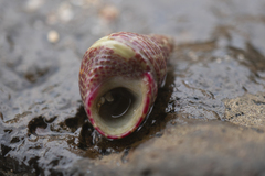 Prothalotia pulcherrima