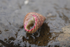 Prothalotia pulcherrima