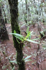Epidendrum nitens