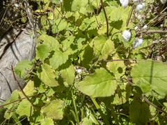 Jovellana sinclairii