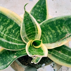 Sansevieria trifasciata