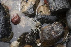 Paragrapsus quadridentatus