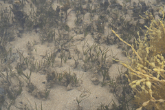 Zostera muelleri