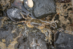 Paragrapsus quadridentatus