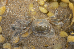 Paragrapsus quadridentatus