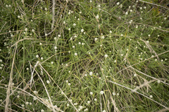 Calocephalus lacteus