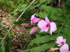 Dendrobium bigibbum
