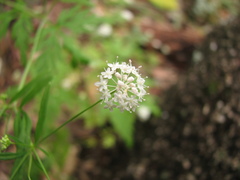 Trachymene hookeri