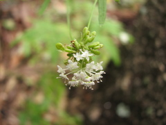 Trachymene hookeri