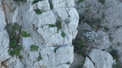 Iberis semperflorens