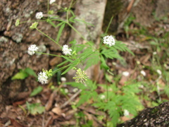 Trachymene hookeri