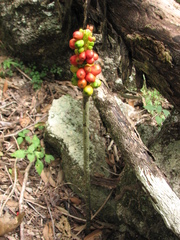 Amorphophallus galbra