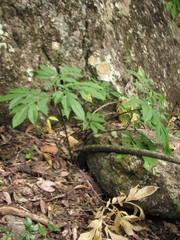 Amorphophallus galbra