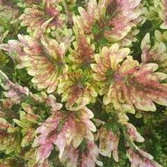 Coleus scutellarioides