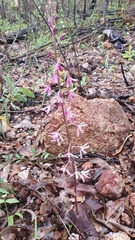 Dipodium stenocheilum