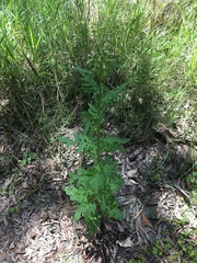 Erechtites valerianifolius