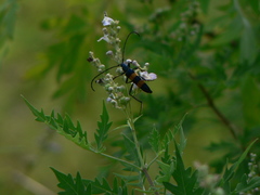 Polyzonus fasciatus