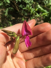 Tephrosia grandiflora