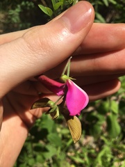Tephrosia grandiflora