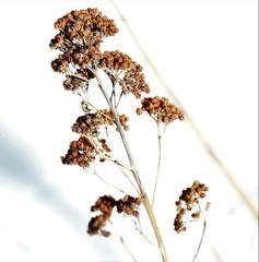 Hylotelephium verticillatum