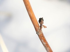 Hylotelephium verticillatum