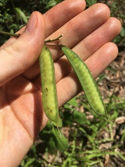 Tephrosia grandiflora