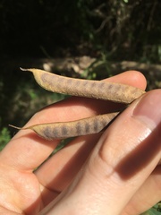 Tephrosia grandiflora