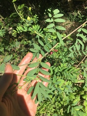 Tephrosia grandiflora