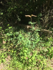 Tephrosia grandiflora