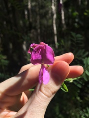 Tephrosia grandiflora