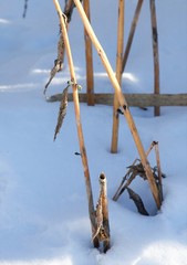 Hylotelephium verticillatum