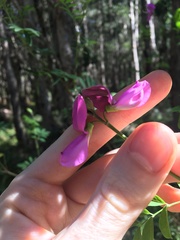 Tephrosia grandiflora