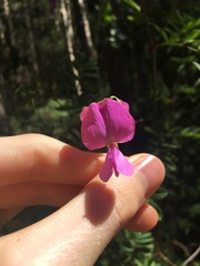 Tephrosia grandiflora