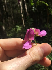 Tephrosia grandiflora