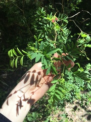 Tephrosia grandiflora